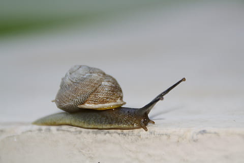 sraigė, lėtai, juda, apvalkalas, gležnas, bestuburiai, pilvakojus, moliuskas, lipnus, gleivės, šliužas, laukinės gamtos, slithery, vangus, kenkėjų, užkrėsti, spirale, escargot, antena, gyvūnų temos, gyvūnas, gyvūnų gyvūnija, vienas gyvūnas, gyvūnams, Iš arti, nuobodulys, gyvūnų kūno dalis, gyvūnų antena, pobūdį, žemės, nėra žmonių, dieną, vanduo, gyvūnų lukštais, nuskaityti, lauke, jūrų, 4K, CC0, Viešasis domenas, nemokamai