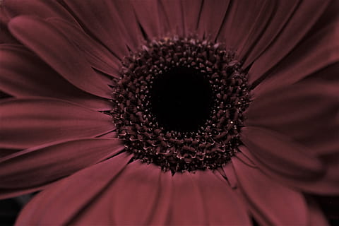 solsikke, maroon, kronblade, blomst, blomstrende plante, kronblad, skrøbelighed, blomsterhoved, plante, friskhed, tæt på, blomsterstand, pollen, skønhed i naturen, sårbarhed, vækst, ekstrem nærbillede, daisy, gerbera daisy, natur, makro, ingen mennesker, koncentriske, 5K, CC0, offentligt domæne, royaltyfrie