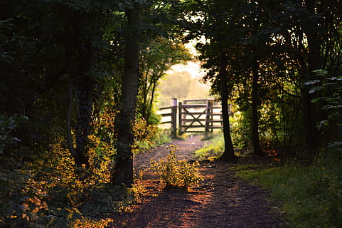 grå, træer, træ-, hegn, Port, tom, pathway, sti, sommer, solskin, skygge, landskab, ødemark, naturlig, vild, udendørs, miljø, udsigt, naturskøn, jord, natur, efterår, træ, Skov, blad, bro - menneskeskabt struktur, plante, ingen mennesker, ro, dag, vækst, rolig scene, arkitektur, skønhed i naturen, bygget struktur, scenics - natur, sollys, bro, grøn farve, 5K, CC0, offentligt domæne, royaltyfrie