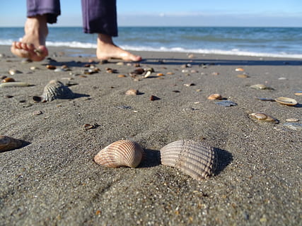 spiaggia, conchiglia, mitilo, conchiglie, mare, conchiglie di cozze, mare del Nord, Olanda, piedi, piede, sabbia, natura, giorno, all'aperto, terra, acqua, guscio di animale, fauna selvatica, bellezza nella natura, animale, sezione bassa, avvicinamento, persone reali, concentrarsi sulle conoscenze acquisite, luce del sole, livello di superficie, 5K, CC0, dominio pubblico, privo di copyright