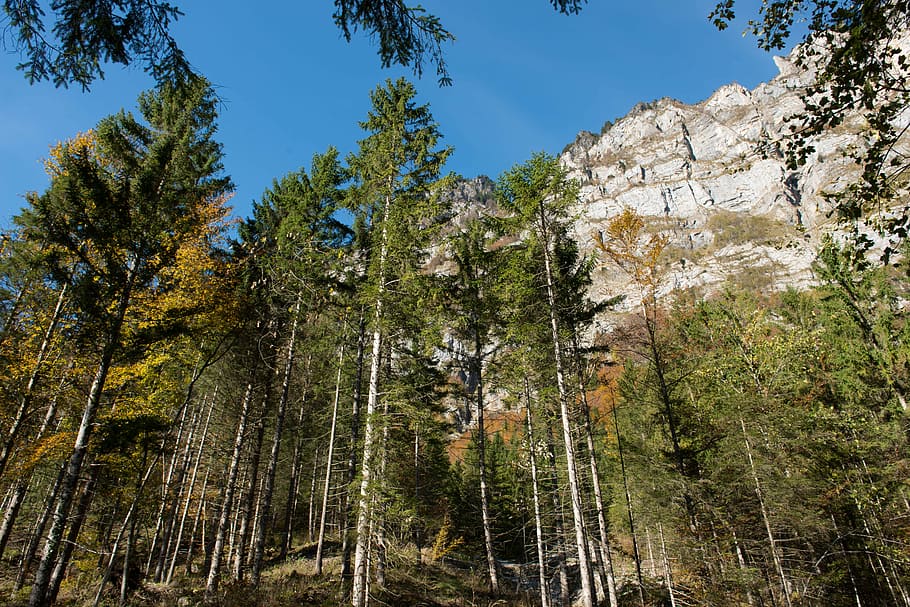 foglie d'autunno, alberi, luce, sole, autunno, le foglie, montagna, albero, Pino, nessuno, Pinaceae, giorno, natura, pianta, crescita, cielo, Inquadratura dal basso, bellezza nella natura, foresta, terra, scena non urbana, la tranquillità, scenics - natura, scena tranquilla, colore verde, all'aperto, roccia, roccia - oggetto, formazione, albero di conifere, 5K