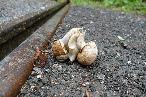 cargol, copulació, maridatge, shell, mol·lusc, dia, cap gent, animal, un animal, fauna animal, temes d'animals, animals a la natura, invertebrat, primer pla, naturalesa, a l'aire lliure, carretera, centrar-se en primer pla, transport, closca d’animals, vista d’angle alt, menjar, gasteròpode, 5K, CC0, domini públic, lliure de regalies