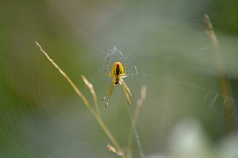netværk, edderkoppespind, anstrengte netværk, spindelvæv, tæt, arachnid, natur, edderkop, insekt, dyr, dyre temaer, hvirvelløse, dyreliv, dyr i naturen, et dyr, tæt på, skrøbelighed, leddyr, selektiv fokusering, web, dag, sårbarhed, grøn farve, ingen mennesker, udendørs, dyr ben, kompleksitet, 4K, CC0, offentligt domæne, royaltyfrie