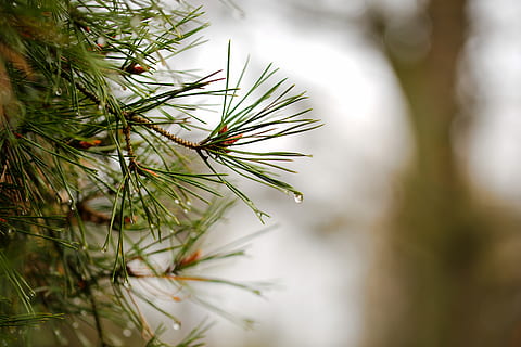 Nadel, Natur, Kiefer, Winter, Baum, Weihnachten, Immergrün, hell, Pflanze, Tanne, Makro, Ast, Tannenzweig, Tannennadeln, Grün, schließen, Wald, Nadelbaum, Nahansicht, Pinaceae, grüne Farbe, Schönheit in der Natur, Wachstum, Nadel - Pflanzenteil, Fokus auf den Vordergrund, selektiver Fokus, keine Leute, Blatt, Pflanzenteil, Tag, nass, Ruhe, draußen, Tannenbaum, Tau, Regentropfen, 5K, CC0, gemeinfrei, lizenzfrei