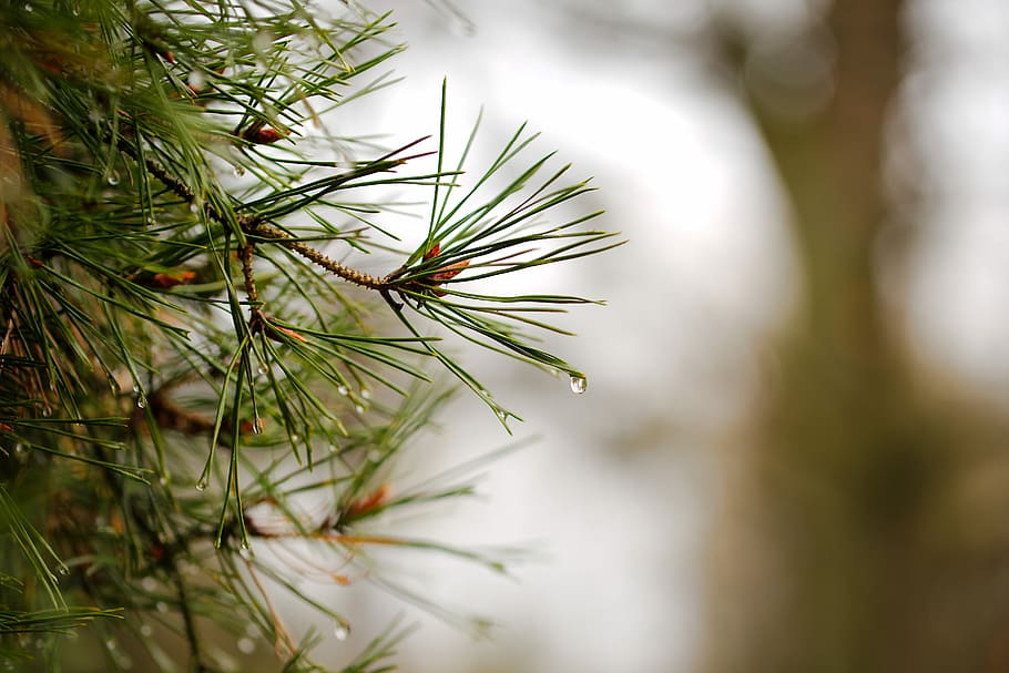 Nadel, Natur, Kiefer, Winter, Baum, Weihnachten, Immergrün, hell, Pflanze, Tanne, Makro, Ast, Tannenzweig, Tannennadeln, Grün, schließen, Wald, Nadelbaum, Nahansicht, Pinaceae, grüne Farbe, Schönheit in der Natur, Wachstum, Nadel - Pflanzenteil, Fokus auf den Vordergrund, selektiver Fokus, keine Leute, Blatt, Pflanzenteil, Tag, nass, Ruhe, draußen, Tannenbaum, Tau, Regentropfen, 5K