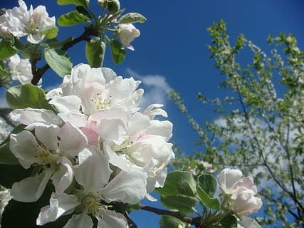 Nahansicht, Fotografie, Weiß, Blütenblätter, Apfel, blühen, Apfelblüten, Frühling, Apfelblüte, blühender Baum, blühender Apfelbaum, weiße Farbe, Apfelbaum, Garten, Gartenarbeit, blühende Pflanze, Blume, Pflanze, Frische, Schönheit in der Natur, Zerbrechlichkeit, Wachstum, Blütenblatt, Verletzlichkeit, Natur, Blütenstand, Baum, Blütenkopf, keine Leute, Ast, Himmel, draußen, Kirschblüte, Kirschbaum, Blumenstrauß, 2K, CC0, gemeinfrei, lizenzfrei