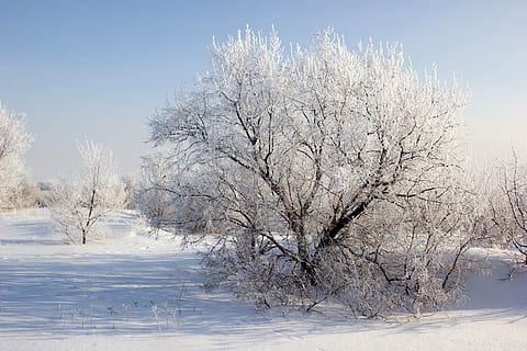 iarnă, zăpadă, copaci, peisaj, lăstar, fulgi de zapada, soare, vis de iarnă, îngheţ, natură, copac, temperatura rece, sezon, alb, în aer liber, îngheţat, gheaţă, pădure, ramură, vreme, scenics, frumusețe în natură, plantă, culoare alba, scenice - natura, o scenă liniștită, arbore gol, liniște, cer, mediu inconjurator, teren, nici o persoana, ninsorile, 5K, CC0, domeniu public, fără drepturi de autor