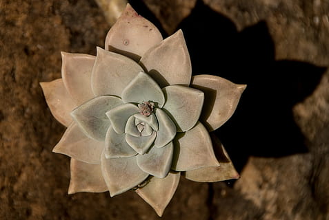 suculento, verde, Rosa, roseta, círculo, padronizar, folhagem, Rocha, jardim, Austrália, flor, fechar-se, planta com flores, plantar, beleza na natureza, inflorescência, natureza, vulnerabilidade, ninguém, fragilidade, cabeça de flor, pétala, frescura, focar em primeiro plano, Flor rosa, planta suculenta, dentro de casa, visão de alto ângulo, dia, 2K, CC0, domínio público, royalty free