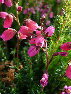 flor, erika, petit, vermell, flors, popular, com a floriment, catifa, en forma d’agulla, grüne, fulles, tancar, planta, planta amb flors, bellesa a la natura, color rosa, creixement, pètal, fragilitat, vulnerabilitat, primer pla, frescor, cap de flor, inflorescència, naturalesa, dia, cap gent, centrar-se en primer pla, a l'aire lliure, botànica, tija de la planta, primavera, 1080P, CC0, domini públic, lliure de regalies