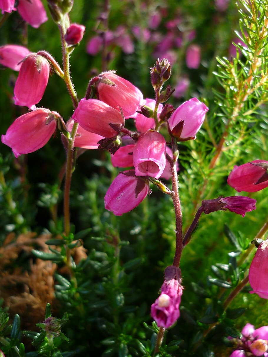 flor, erika, petit, vermell, flors, popular, com a floriment, catifa, en forma d’agulla, grüne, fulles, tancar, planta, planta amb flors, bellesa a la natura, color rosa, creixement, pètal, fragilitat, vulnerabilitat, primer pla, frescor, cap de flor, inflorescència, naturalesa, dia, cap gent, centrar-se en primer pla, a l'aire lliure, botànica, tija de la planta, primavera, 1080P