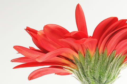 gerbera, germini, blomst, forår, blomstre, flor, kærlighed, duft, romantisk, Valentins Dag, rød, blomstrende plante, plante, friskhed, skønhed i naturen, kronblad, tæt på, vækst, natur, sårbarhed, blomsterhoved, ingen mennesker, skrøbelighed, studio skud, blomsterstand, botanik, hvid baggrund, pollen, prydhave, blomsterseng, bægerblad, 720P, CC0, offentligt domæne, royaltyfrie