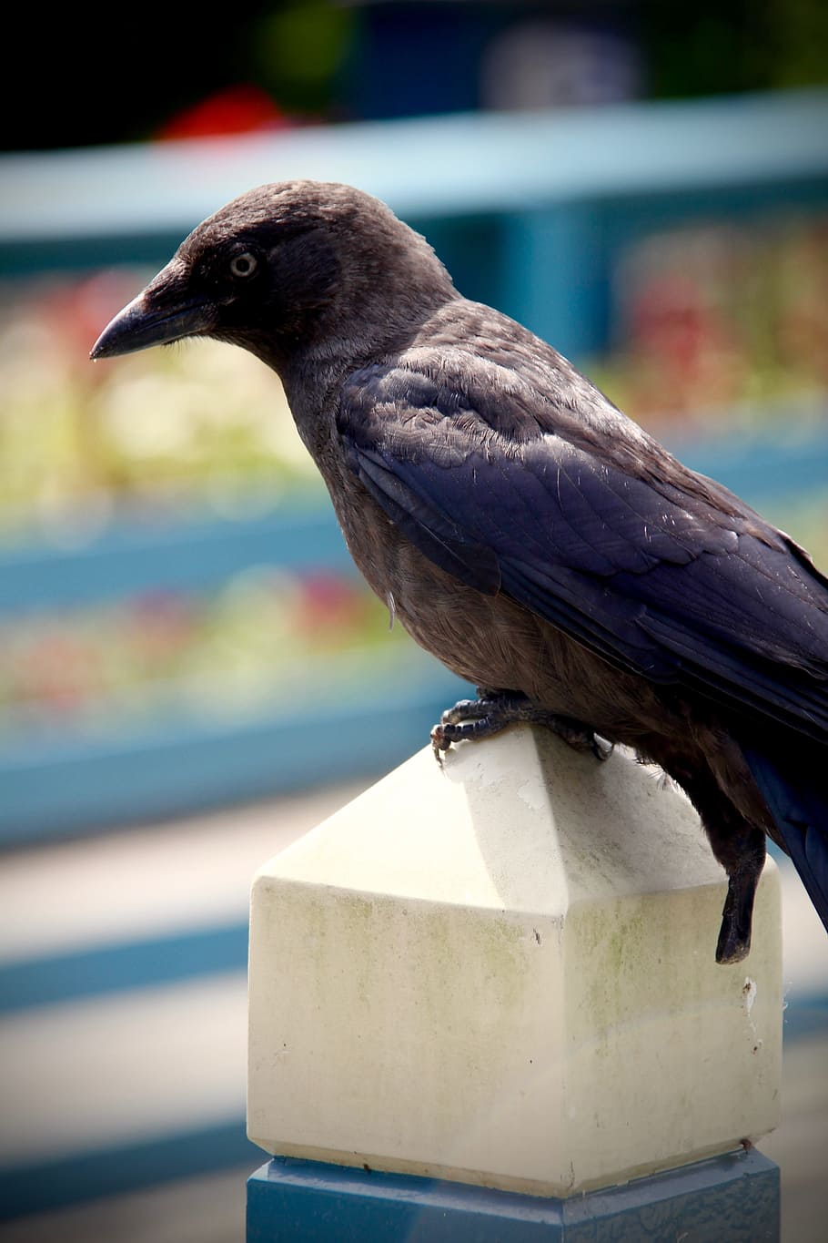 krage, fugl, sort, fjer, dyr, natur, dyreliv, hvirveldyr, et dyr, dyr i naturen, dyre temaer, fokus på forgrunden, tæt på, perching, ingen mennesker, dag, sidebillede, vand, udendørs, næb, kigger væk, leder, profilvisning, 5K
