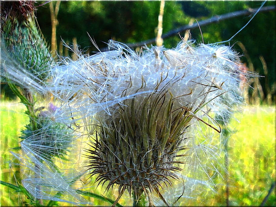 card, tancar, espinós, estiu, naturalesa, prat, planta, primer pla, creixement, centrar-se en primer pla, cap gent, dia, bellesa a la natura, terra, fragilitat, flor, vulnerabilitat, a l'aire lliure, camp, planta amb flors, tranquil·litat, sec, enfocament selectiu, llum solar, botànica, cap de flor, suavitat, Planta esvaïda, 720P