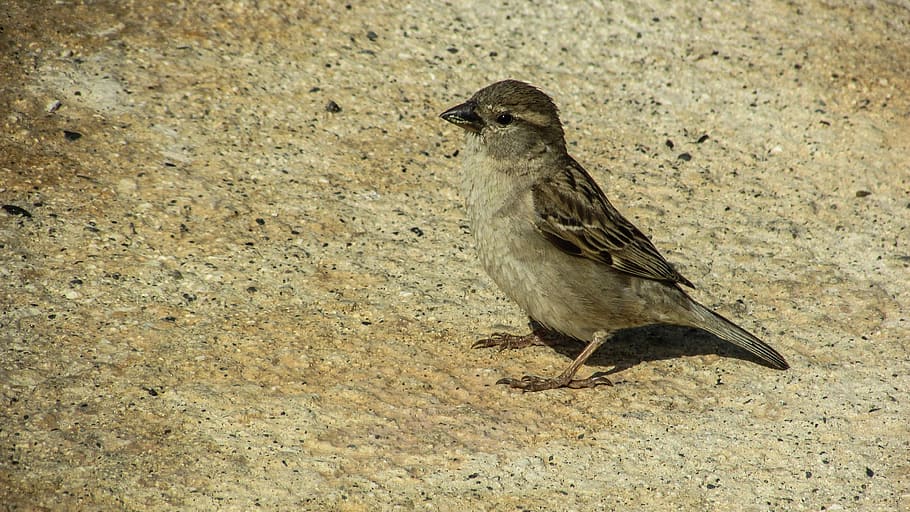 pardal, bonic, petit, ocell, jove, animal, un animal, fauna animal, animals a la natura, temes d'animals, cap gent, vertebrats, dia, a l'aire lliure, primer pla, longitud completa, naturalesa, vista lateral, funció de construcció de parets, posat, camp, terra, colom de dol, 4K