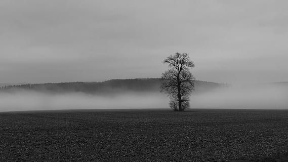 tåke, fargeløs, tre, landskap, natur, høst, humør, skyer, glade, atmosfære, kald, tåke dag, Morgenstimmung, ro, felt, rolig scene, ingen folk, anlegg, miljø, land, skjønnhet i naturen, himmel, naturskjønnhet - natur, ensomhet, fjern, ikke-urbane scene, sky - himmel, gress, 1080P, CC0, offentlig domene, opphavsrett gratis