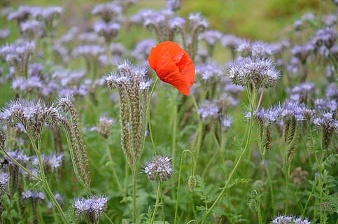 selektiv, Fokus, rot, Blütenblatt Blume, lila, Blumen, Natur, Blume, Makro, Blatt, Hintergrund, Pflanze, Weiß, Tierwelt, naturgelb, blühen, Grün, Garten, Pflanzenblätter, Frühling, blühende Pflanze, Schönheit in der Natur, Frische, Mohn, Wachstum, Zerbrechlichkeit, Verletzlichkeit, Land, Nahansicht, Blütenblatt, keine Leute, Feld, Blütenkopf, Blütenstand, selektiver Fokus, Umgebung, draußen, Blumenbeet, 4K, CC0, gemeinfrei, lizenzfrei