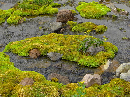 prado, ribeiro, paraíso, monte, rainier, Prado, Ribeiro, montar, chuvoso, famoso, agua, verde, rock - objeto, musgo, cor verde, ninguém, natureza, ao ar livre, sólido, Rocha, plantar, beleza na natureza, tranquilidade, crescimento, dia, visão de alto ângulo, formação rochosa, scenics - natureza, cena tranquila, cena não urbana, córrego - água corrente, água corrente, fluindo, 720P, CC0, domínio público, royalty free