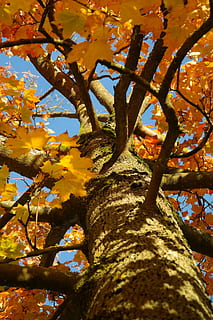 strom, log, javor, acer platanoidy, žlutá, oranžový, Červené, estetický, poboček, nahoru, listy, podzim, barva pádu, větev, podzim listí, javorové listy, podzimní listy, Zlatá žlutá, zlato, podzimní barvy, Příroda, jehly list javor, listnatý strom, acer, gelbrot, žlutá oranžová, červený pomeranč, žlutá červená, oranžová červená, roční období, říjen, rostlina, růst, kmen stromu, kufr, nízký úhel pohledu, krása v přírodě, nikdo, den, nebe, detail, venku, změna, slunečního světla, zaměřit se na popředí, list, jaro, přirozený stav, 5K, CC0, veřejná doména, bez autorských práv
