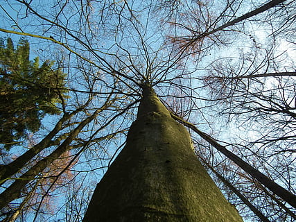 arbres, naturalesa, registre, bosc, tardor, gran, potent, arbre, arbre nu, branca, tronc de l'arbre, a l'aire lliure, cap gent, vista d’angle baix, cel, planta, tronc, tranquil·litat, creixement, alta - alta, dia, terra, bellesa a la natura, copa de l'arbre, llum solar, directament a sota, 2K, CC0, domini públic, lliure de regalies