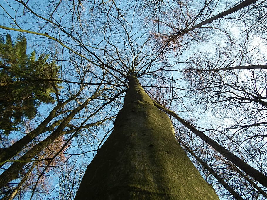 arbres, naturalesa, registre, bosc, tardor, gran, potent, arbre, arbre nu, branca, tronc de l'arbre, a l'aire lliure, cap gent, vista d’angle baix, cel, planta, tronc, tranquil·litat, creixement, alta - alta, dia, terra, bellesa a la natura, copa de l'arbre, llum solar, directament a sota, 2K