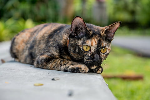 cat, for him, domestic Cat, pets, animal, cute, outdoors, domestic Animals, mammal, looking, nature, feline, fur, kitten, animal themes, one animal, domestic, relaxation, portrait, lying down, vertebrate, looking at camera, selective focus, no people, day, whisker, resting, tabby, surface level, yellow eyes, 2K, CC0, public domain, royalty free