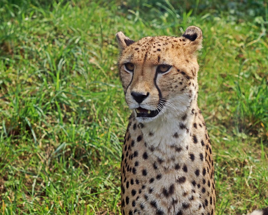 lleopard, depredador, gat gran, gat, gat, gat salvatge, gat, taques, zoo, naturalesa, retrat animal, panthera pardus, assegut, tiergarten, un animal, animals a la natura, fauna animal, guepard, temes d'animals, animal, mamífer, felí, tacat, cap gent, centrar-se en primer pla, herba, vertebrats, carnivora, dia, retrat, gat no domesticat, cap d’animals, bigotis, 4K