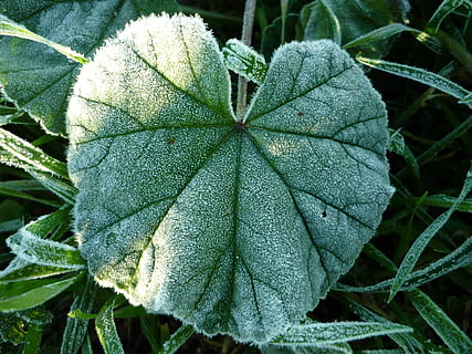 gel, la glace, feuille, hiver, du froid, surface, blanc, nerfs, demain, herbes, des arbustes, décembre, la nature, plante, couleur verte, fermer, macro, croissance, fraîcheur, les plantes, journée, partie de la plante, beauté dans la nature, personne, veine de la feuille, se concentrer sur le premier plan, en plein air, feuilles, terre, vue grand angle, vert, vulnérabilité, fragilité, 2K, CC0, domaine public, libre de droits