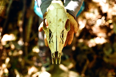 persona, detenzione, teschio animale, bianca, giorno, animale, natura, temi animali, all'aperto, nessuno, avvicinamento, concentrarsi sulle conoscenze acquisite, parte del corpo animale, osso, luce del sole, pianta, parte del corpo, fauna selvatica, un animale, terra, scheletro animale, 2K, CC0, dominio pubblico, privo di copyright