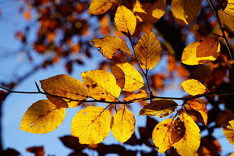 Buchenblätter, Ast, Buche, Baum, Herbst, Herbstlaub, Blätter, Herbstfarbe, Herbstimpression, Gelb, braun, Herbst Zweig, Blatt, Natur, Jahreszeit, Wald, draußen, orange Farbe, goldfarben, lebendige Farbe, Oktober, mehrfarbig, Schönheit in der Natur, Veränderung, Pflanzenteil, Pflanze, Nahansicht, Fokus auf den Vordergrund, keine Leute, Tag, Wachstum, Ruhe, Verletzlichkeit, Ahornblatt, natürlicher Zustand, Herbstkollektion, fallen, 8K, CC0, gemeinfrei, lizenzfrei