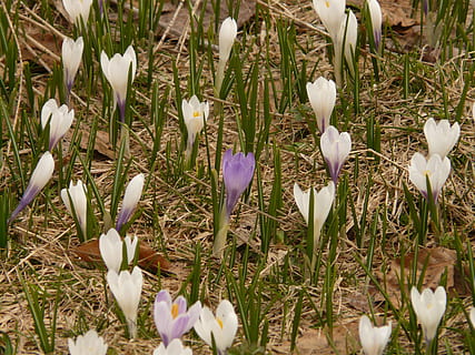 crocus, crocus musim semi, alpine crocus, bunga, flora, berkembang, alam, putih, alpine, alfabet, tanaman berbunga, menanam, kerapuhan, kerentanan, keindahan di alam, daun bunga, kesegaran, merapatkan, warna putih, pertumbuhan, bidang, iris, kepala bunga, hal berkembang, tanah, ungu, tidak ada orang, musim semi, serbuk sari, 2K, CC0, domain publik, bebas royalti