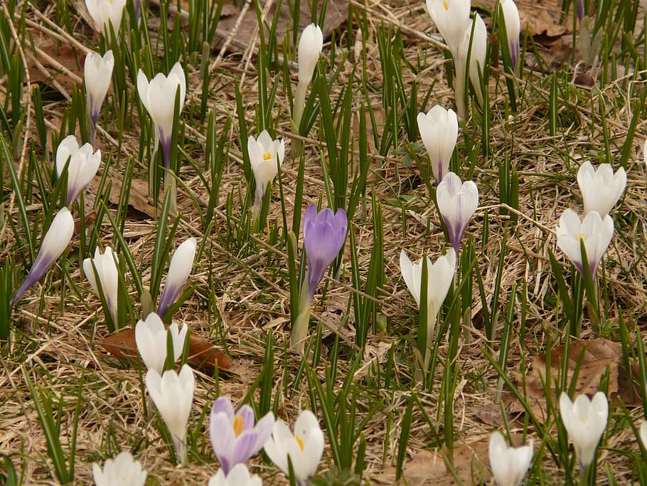 krokus, forårskrokus, alpine krokus, blomst, flora, flor, natur, hvid, alpine, alfabet, blomstrende plante, plante, skrøbelighed, sårbarhed, skønhed i naturen, kronblad, friskhed, tæt på, hvid farve, vækst, Mark, iris, blomsterhoved, blomsterstand, jord, lilla, ingen mennesker, forår, pollen, 2K