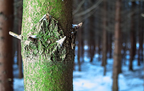 træ, Skov, sne, vinter, natur, baustamm, grøn, humør, landskab, efterårskov, afdeling, forår, makro, tæt, plante, hvid, blå, grene, bagagerum, træstamme, jord, dag, skønhed i naturen, vækst, fokus på forgrunden, ingen mennesker, ro, udendørs, træ - materiale, tæt på, selektiv fokusering, kold temperatur, nåletræ, bark, 2K, CC0, offentligt domæne, royaltyfrie