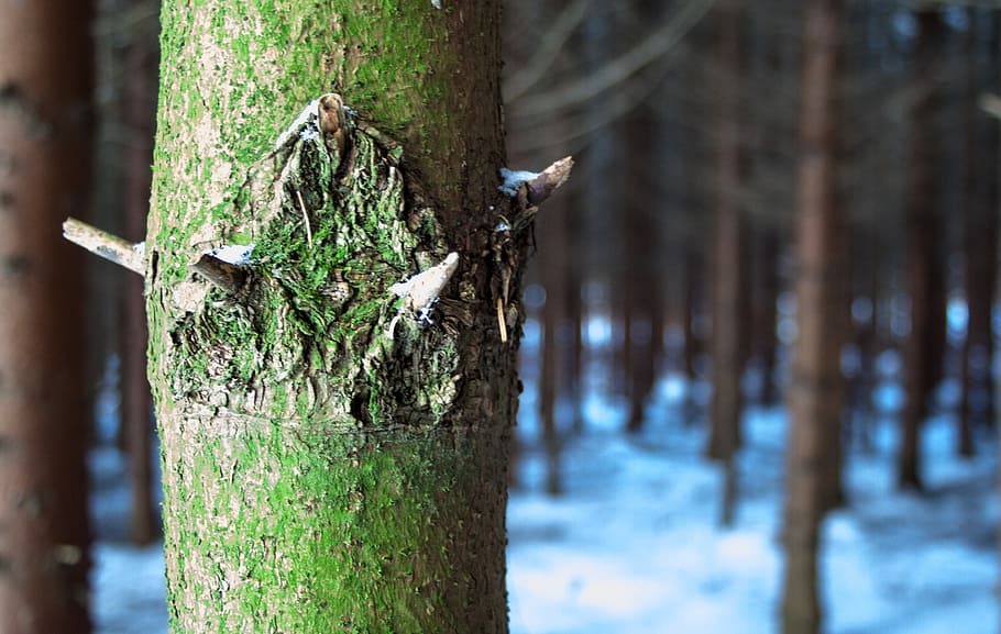arbre, bosc, neu, hivern, naturalesa, baustamm, verd, humor, paisatge, bosc de tardor, branca, primavera, macro, tancar, planta, blanc, blau, branques, tronc, tronc de l'arbre, terra, dia, bellesa a la natura, creixement, centrar-se en primer pla, cap gent, tranquil·litat, a l'aire lliure, material de fusta, primer pla, enfocament selectiu, temperatura de fred, arbre de coníferes, escorça, 2K