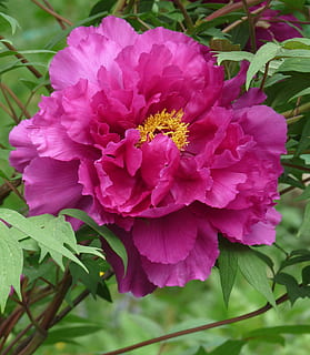 macrofotografia, rosa, fiore di peonia, Bute, rosso, pieno, potente, fiore, foglia, peonia, pianta, colore rosa, petalo, pianta fiorita, bellezza nella natura, freschezza, fragilità, vulnerabilità, crescita, avvicinamento, testa di fiore, infiorescenza, parte vegetale, natura, giorno, all'aperto, nessuno, primavera, polline, 2K, CC0, dominio pubblico, privo di copyright