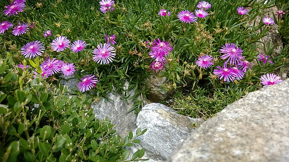 natur, planter, blad, pool, grøn, blomster, forår, blomstrende plante, blomst, plante, skønhed i naturen, vækst, friskhed, skrøbelighed, sårbarhed, høj vinkel visning, dag, ingen mennesker, lyserød farve, blomsterstand, grøn farve, kronblad, plante del, blomsterhoved, jord, udendørs, lilla, 2K, CC0, offentligt domæne, royaltyfrie