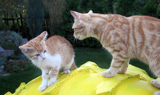 gatet, cat cat, pollet, temes d'animals, animal, mamífer, gat, nacional, felí, animals domèstics, mascotes, gat domèstic, grup d’animals, vertebrats, dos animals, cap gent, animal jove, groc, centrar-se en primer pla, planta, supervivència, bigotis, gat de gingebre, 1080P, CC0, domini públic, lliure de regalies