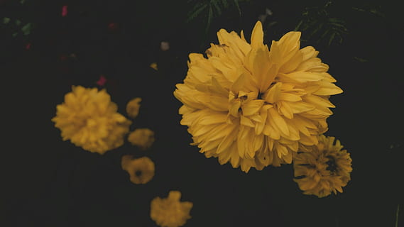 fiore di petalo giallo, fiore, giallo, pianta fiorita, pianta, petalo, freschezza, vulnerabilità, fragilità, bellezza nella natura, avvicinamento, testa di fiore, infiorescenza, natura, crescita, concentrarsi sulle conoscenze acquisite, nessuno, all'aperto, crisantemo, primavera, acqua, composizione floreale, 4K, CC0, dominio pubblico, privo di copyright