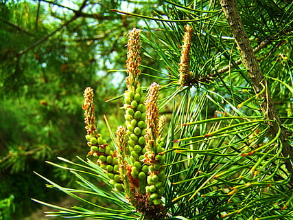 pi, nova unitat, primavera, creixement, planta, color verd, arbre, naturalesa, bellesa a la natura, cap gent, dia, centrar-se en primer pla, terra, frescor, fruita, menjar i beguda, a l'aire lliure, penjant, menjar, tranquil·litat, primer pla, botànica, bosc, arbre de coníferes, 2K, CC0, domini públic, lliure de regalies