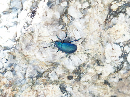 Käfer, glasiert, Blau, glasiert umfasst, Blattkäfer, Chrysomelidae, oreina speciosissima, oreina, oreina spec, ein Tier, Tierthemen, Tiere in freier Wildbahn, Insekt, Nahansicht, Tierwelt, Tier, wirbellos, keine Leute, Tag, solide, High Angle View, texturiert, Natur, Zoologie, Rock, draußen, direkt darüber, Stubenfliege, Tierflügel, Kieselstein, 4K, CC0, gemeinfrei, lizenzfrei
