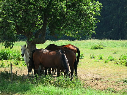 heste, felter, sommer, pattedyr, dyr, dyre temaer, plante, husdyr, indenlandske, hvirveldyr, dyreliv, Mark, hest, kæledyr, jord, træ, græs, grøn farve, natur, dag, vækst, ingen mennesker, planteædende, udendørs, 4K, CC0, offentligt domæne, royaltyfrie