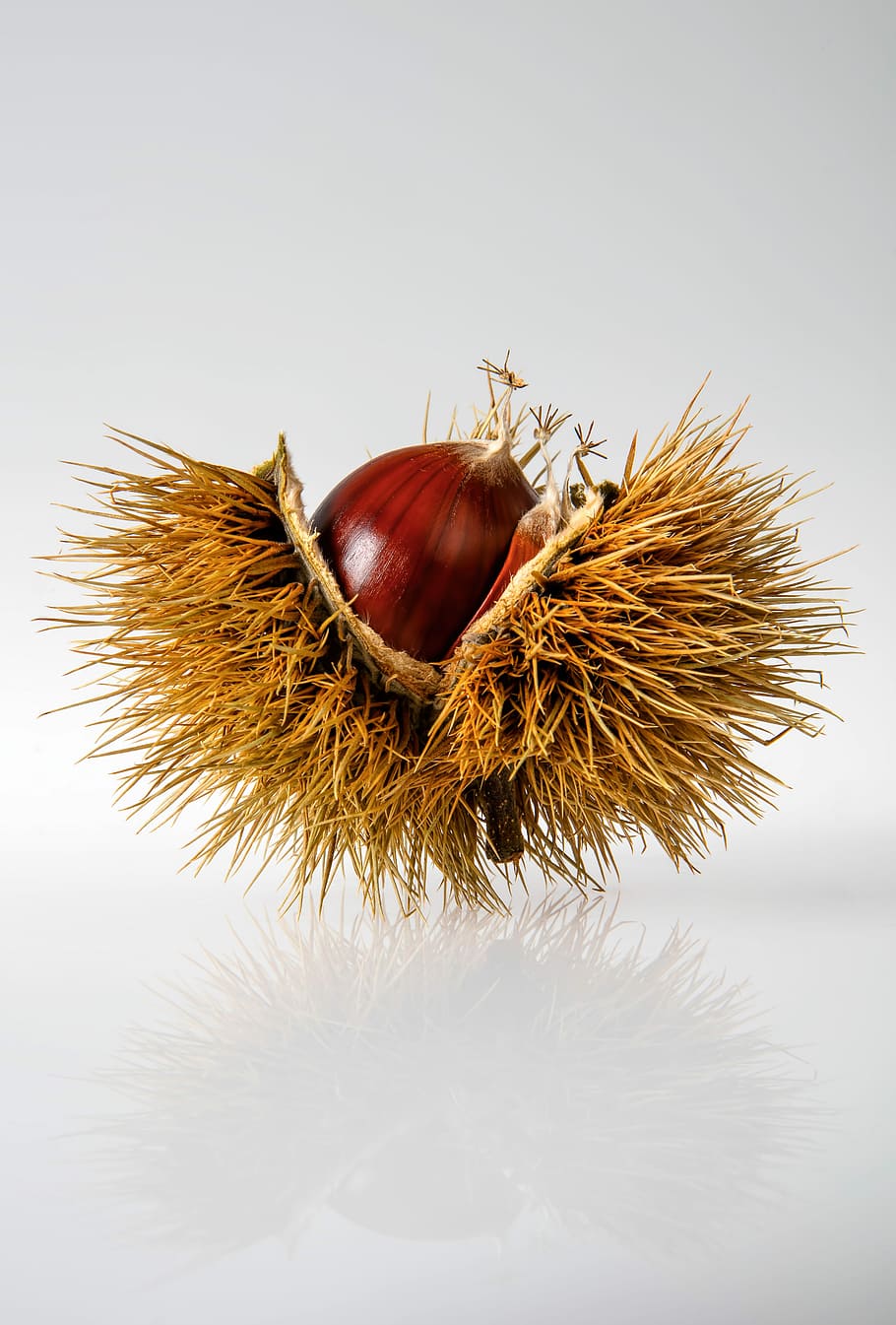 vermell, ceba, hays, primer pla, foto, beix, fruites punxegudes, castanya, textura, tardor, caure, conker, fruita, nou, pics, picant, marró, brillant, llum, llavor, faig, roure, tir de l'estudi, fons blanc, aliments de castanya, temes d'animals, animal, cap gent, animals a la natura, fauna animal, menjar, un animal, insecte, menjar i beguda, frescor, a l'interior, espigada, invertebrat, naturalesa, nou - aliments, 8K