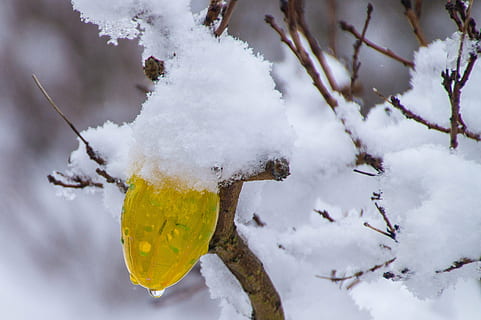 Páscoa, ovo, ovos de Páscoa, decoração, ovos coloridos, neve, temperatura fria, inverno, árvore, natureza, ninguém, dia, ramo, cor branca, congeladas, ao ar livre, plantar, focar em primeiro plano, folha, beleza na natureza, parte da planta, amarelo, galho, gelo, na borda de, 2K, CC0, domínio público, royalty free