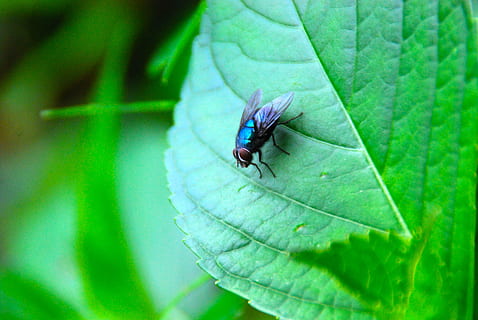 volar, insecte, error, naturalesa, animal, ala, blau, verd, fauna animal, invertebrat, animals a la natura, temes d'animals, full, part de la planta, un animal, color verd, planta, primer pla, cap gent, creixement, ala dels animals, dia, bellesa a la natura, mosca domèstica, 4K, CC0, domini públic, lliure de regalies