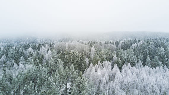 Vogel, Auge Ansicht Fotografie, Kiefern, Winter, Antenne, Fotografie, Grün, Weiß, Bäume, Wald, Tanne, Baum, Schnee, Natur, kalte Temperatur, Frost, Landschaft, gefroren, szenen, Eis, draußen, Jahreszeit, Wetter, Nebel, Berg, Nicht-städtische Szene, Schönheit in der Natur, keine Leute, schneit, Tannenbaum, Fichte, Tag, ruhige Szene, Ruhe, Feld, Pflanze, Szenen - Natur, Land, Umgebung, Wachstum, Kiefernwald, Nadelbaum, Kiefer, 4K, CC0, gemeinfrei, lizenzfrei