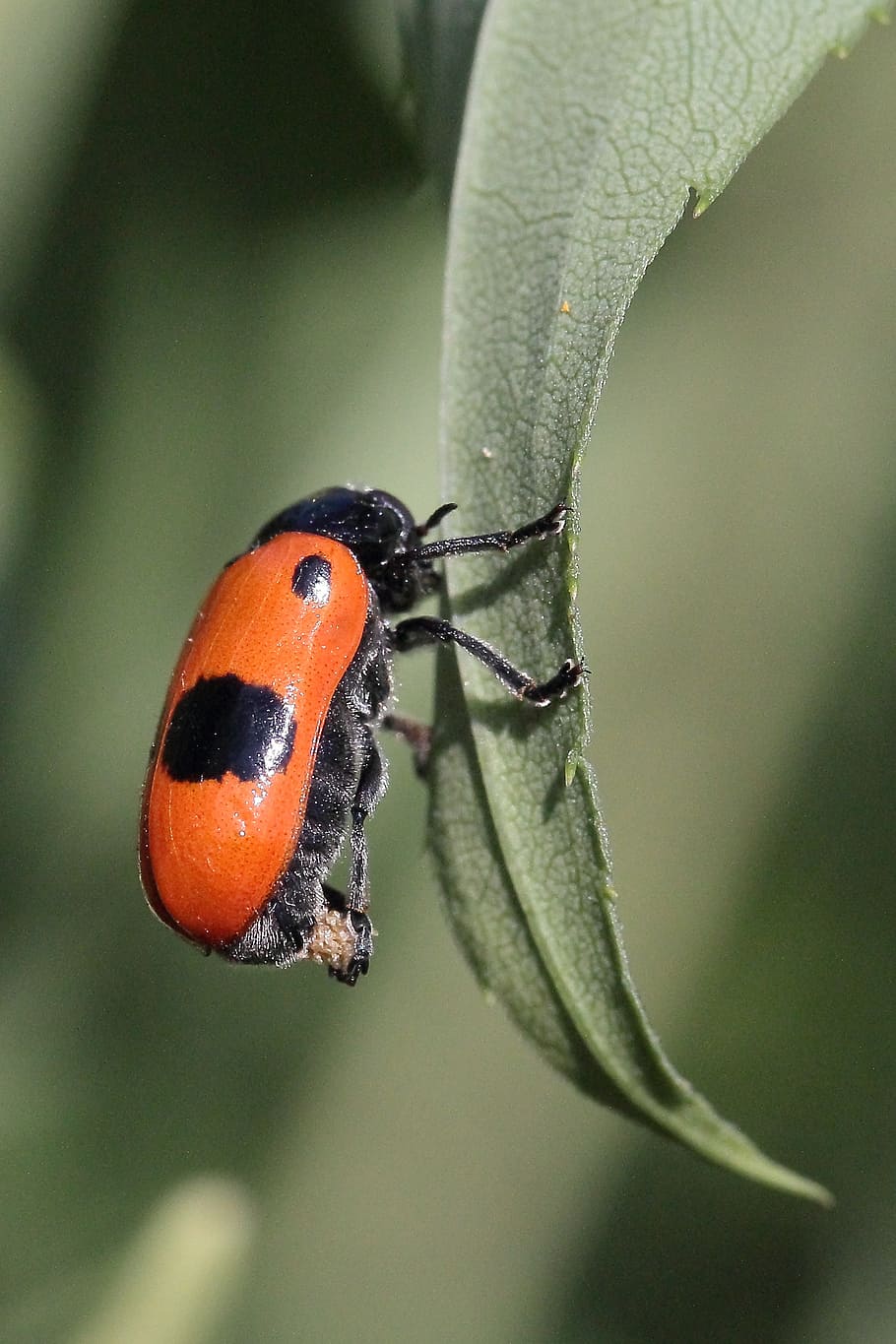 full, escarabat, posada d'ous, insecte, naturalesa, primer pla, animal, macro, marieta, planta, vida salvatge, invertebrat, animals a la natura, un animal, fauna animal, centrar-se en primer pla, temes d'animals, dia, cap gent, bellesa a la natura, part de la planta, a l'aire lliure, creixement, 2K