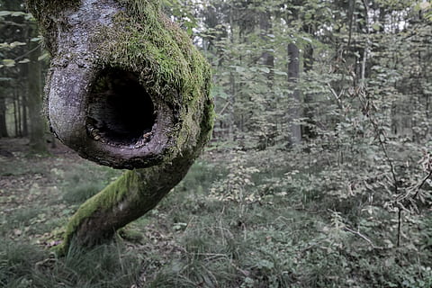 verde, alberi, accanto, albero, muschio, foresta, grido, occhio, urlare, legna, tronco, alberi forestali, prospettiva, all'aperto, occhio della foresta, triste, natura, cavo, cupo, puszcza białowieska, Bialowieza, parco bialowieski, Polonia, vecchio, antico, giorno, nessuno, concentrarsi sulle conoscenze acquisite, un animale, avvicinamento, pianta, crescita, terra, tronco d'albero, colore verde, la tranquillità, bellezza nella natura, bosco, cerchio, campo, 2K, CC0, dominio pubblico, privo di copyright