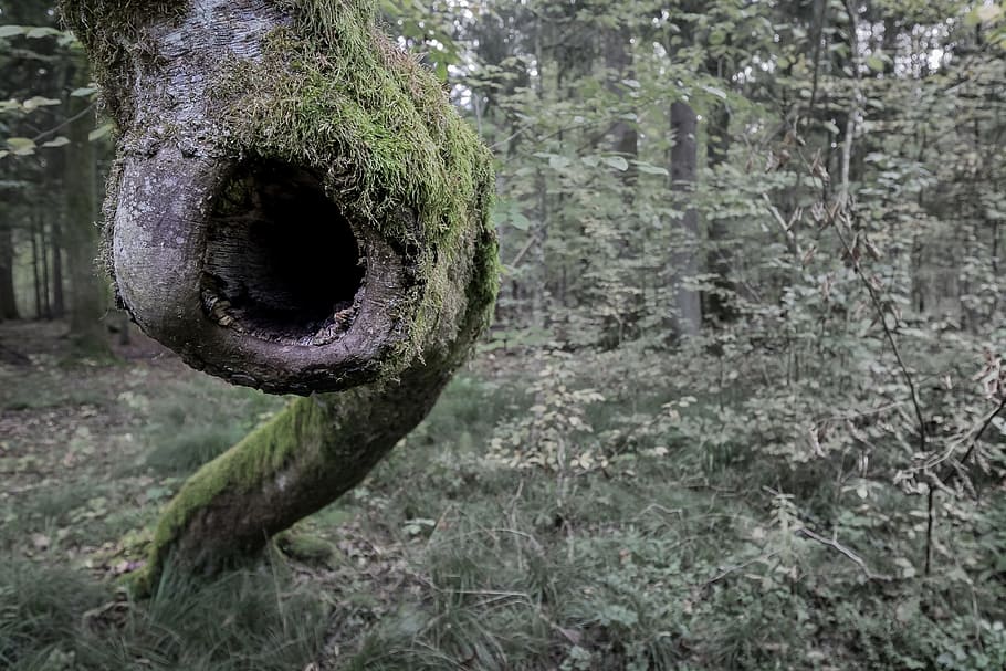 verd, arbres, al costat, arbre, molsa, bosc, crida, ull, cridar, fusta, tronc, arbres forestals, perspectiva, a l'aire lliure, ull del bosc, trist, naturalesa, buit, puszcza białowieska, bialowieża, parc bialowieski, Polònia, vell, antic, dia, cap gent, centrar-se en primer pla, un animal, primer pla, planta, creixement, terra, tronc de l'arbre, color verd, tranquil·litat, bellesa a la natura, cercle, camp, 2K