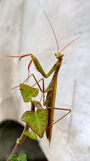mantis, insecte, invertebrat, animal, temes d'animals, fauna animal, un animal, animals a la natura, Mantis religiosa, primer pla, Llagosta, antena animal, centrar-se en primer pla, part del cos dels animals, naturalesa, color verd, cap gent, dia, a l'aire lliure, part de la planta, funció de construcció de parets, 2K, CC0, domini públic, lliure de regalies
