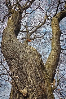 alberi, vecchio, vecchio albero, natura, legna, foresta, ceppo, quercia, Kahl, nodoso, tribù, coperto di vegetazione, struttura, screpolato, alto, intemperie, vecchia quercia, paesaggio, abbaiare, quercia tedesca, vecchie querce, idillio, escursioni a piedi, camminare, corteccia di quercia, corteccia di albero, modello, cresta, rauh, aspro, albero, pianta, tronco d'albero, tronco, ramo, la tranquillità, giorno, nessuno, albero nudo, bellezza nella natura, crescita, cielo, strutturato, all'aperto, Inquadratura dal basso, terra, inverno, ruvido, 4K, CC0, dominio pubblico, privo di copyright