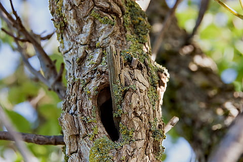 strom, zvětralý, eroze, log, knothole, pokroucený, Příroda, zavřít, kůra stromu, mech, tkát, dřevo, kmen stromu, zaměřit se na popředí, nikdo, den, venku, kufr, rostlina, detail, růst, texturou, větev, přistát, hrubý, slunečního světla, klid, les, selektivní zaměření, dřevo - materiál, kůra, 2K, CC0, veřejná doména, bez autorských práv